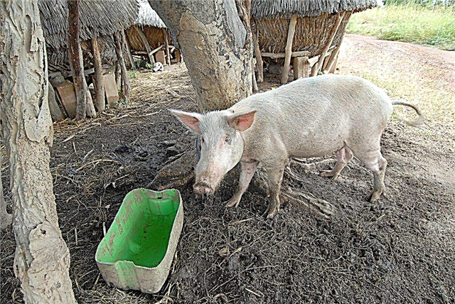 Як проявляється африканська чума свиней