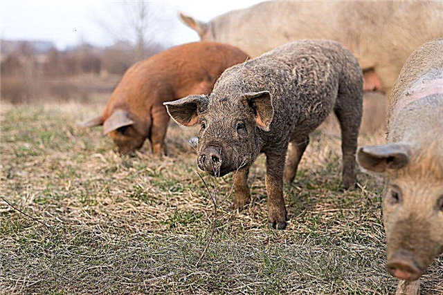 Méthodes d'élevage des porcs de ferme