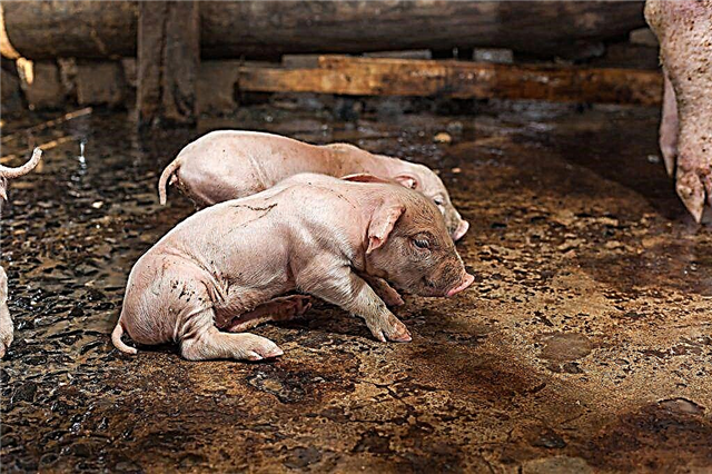 How to treat diarrhea in piglets