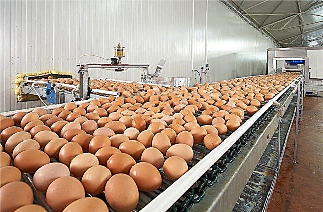 Sådan øges ægproduktionen af ​​gårdkalkuner