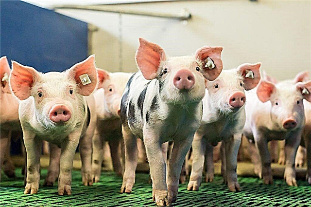 Sorten von Einstreu für Schweine