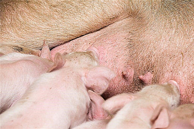 Features of childbirth in a pig