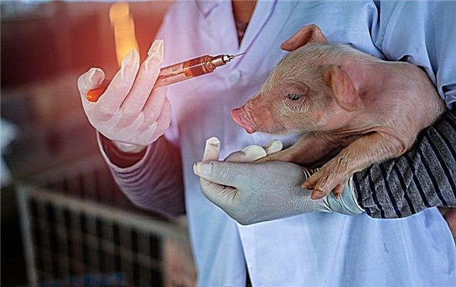 What vaccinations do piglets need to do from the first days of life
