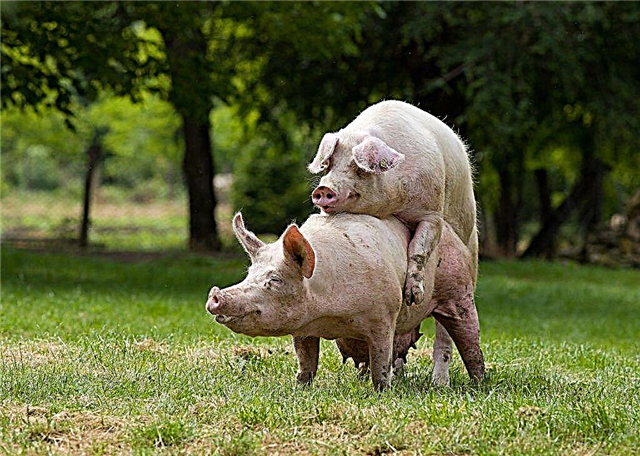 Schweinepaarung und Verhaltensregeln