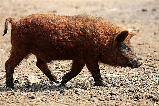 Características de la raza de cerdo Mangal