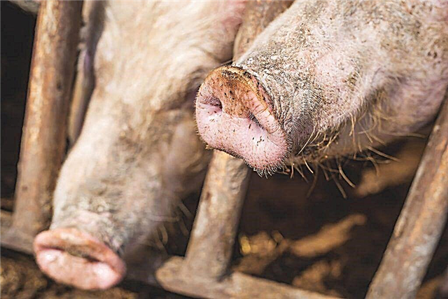 Gejala dan rawatan penyakit edematous pada babi yang menyusu