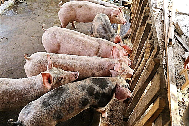 Uppfödning av olika raser av svin för kött
