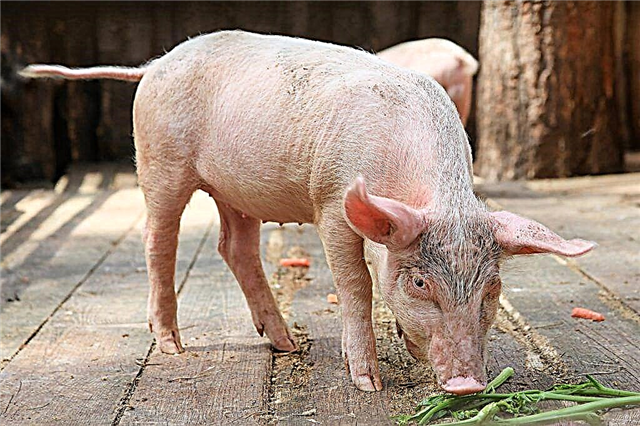 Perangsang pertumbuhan yang kuat untuk anak babi