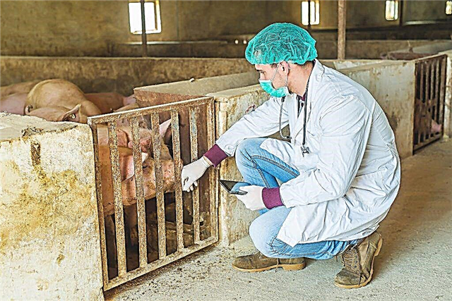 Causes of sarcoptic mange in pigs