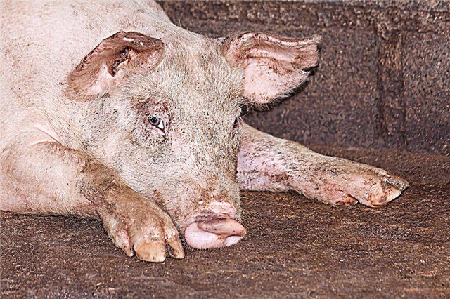 सूअर पेस्टुरेलोसिस का निदान और उपचार