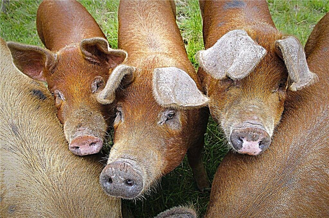 Description of the Duroc pig breed