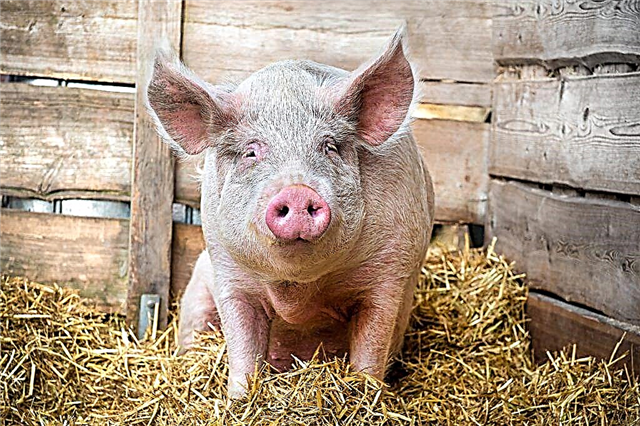 Regler för grisningskastrering