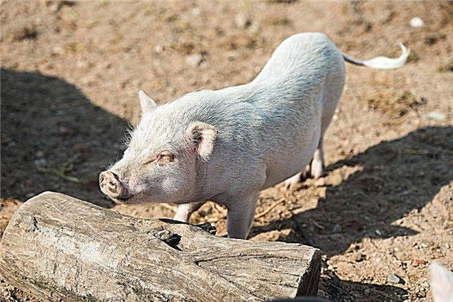 Erysipelas disease in pigs