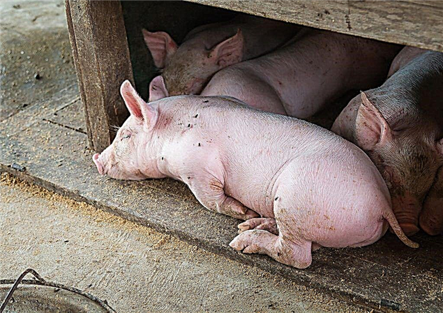 Колико дуго живе свиње и шта им одређује животни век
