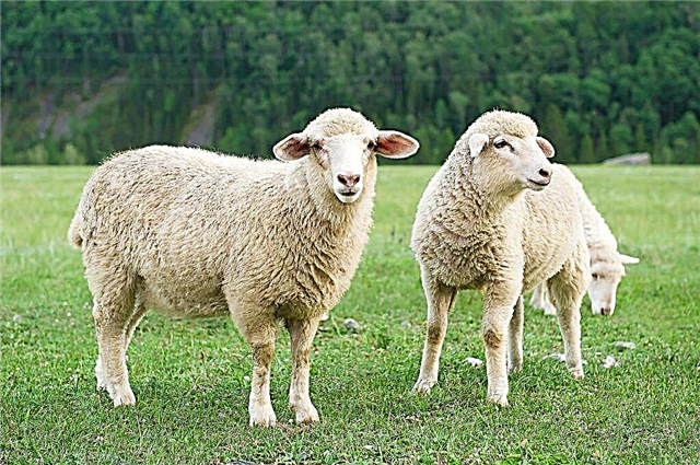 Descrição da raça ovelha Qigai