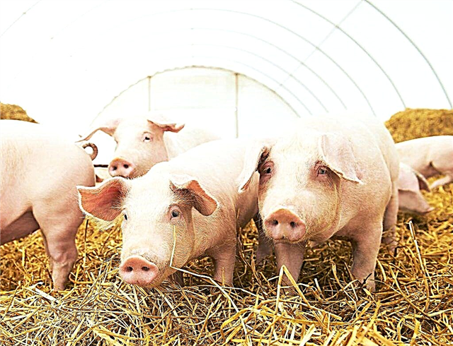 Organization of a business plan for a mini pig farm