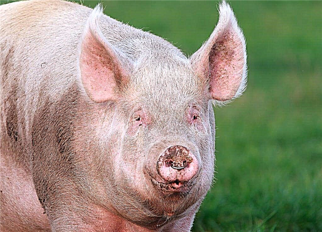 Principales races de viande de porc