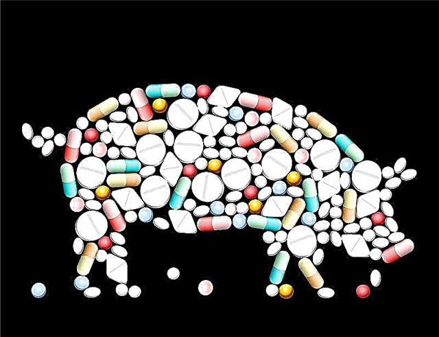 Quais são os suplementos vitamínicos e minerais para os porcos?