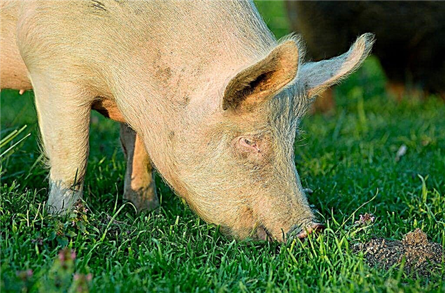 Yorkshire domuz ırkı özellikleri