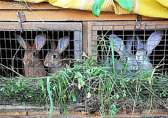Tips for building a rabbit farm
