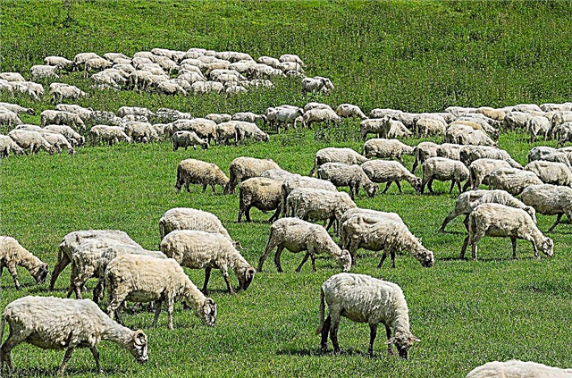 Breeding sheep at home