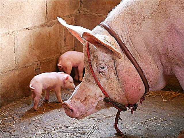 Domestic pig and its breeding