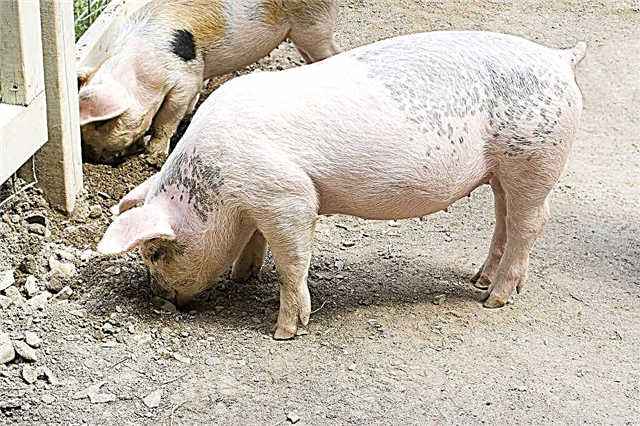 Symptômes et traitement de la gale chez les porcs