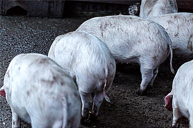 Peste porcine classique et ses conséquences