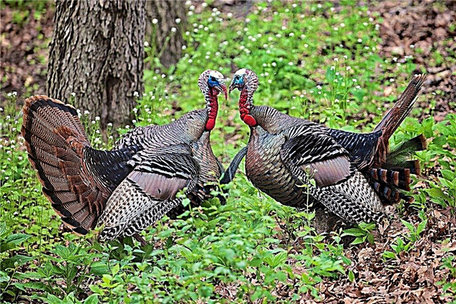 Reasons why turkeys fight among themselves and methods of solving the problem