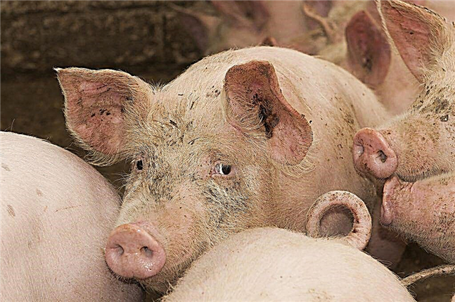 Causes of cysticercosis of pigs