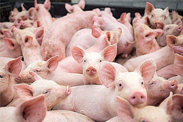 The most common pig breeds
