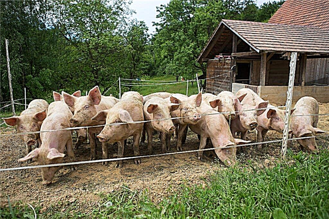 Pig breeding rules
