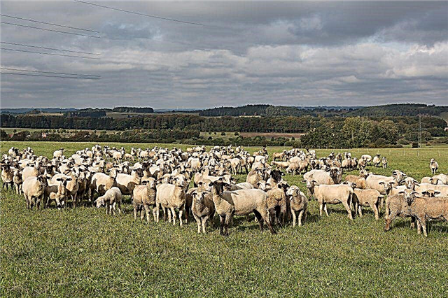 Опис овець Катумской породи
