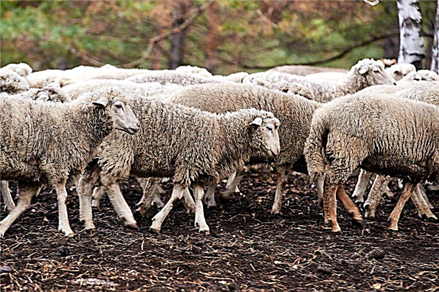 The main aspects of sheep breeding