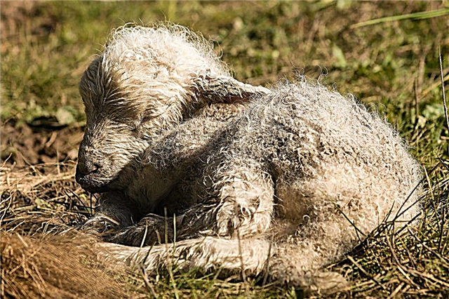 Behandeling van co-urose bij schapen