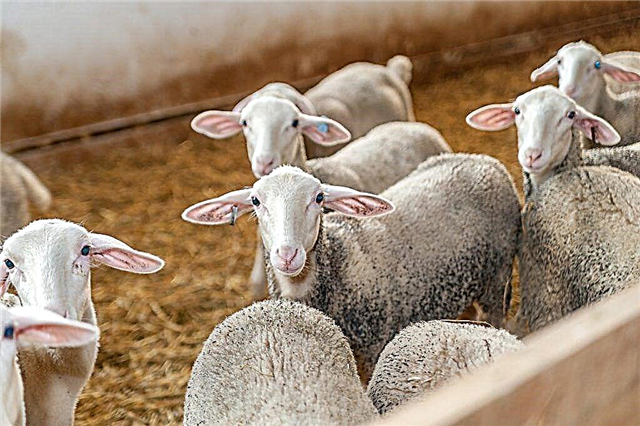Reglas básicas para alimentar ovejas