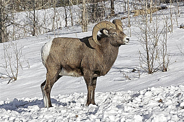 Description of the bighorn sheep