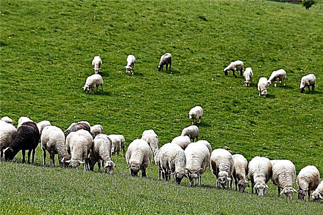 Description de la queue grasse de race ovine