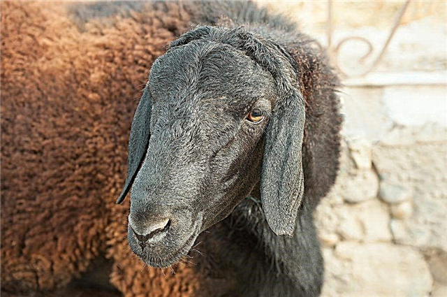 Hissar rams and sheep