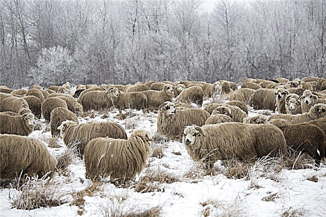 Cuidado de ovelhas no inverno