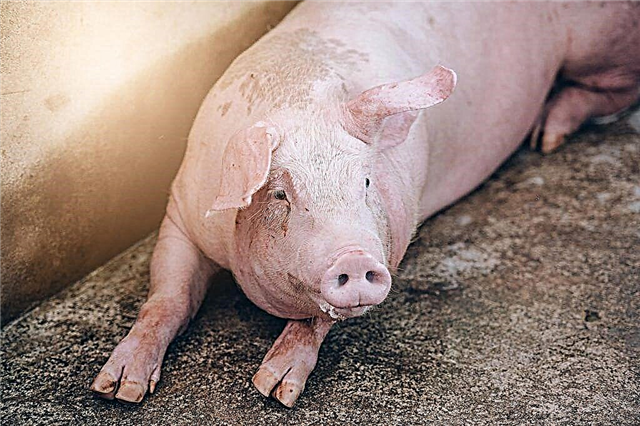 Symptoms of helminthic infestation in pigs and treatment methods for infestation