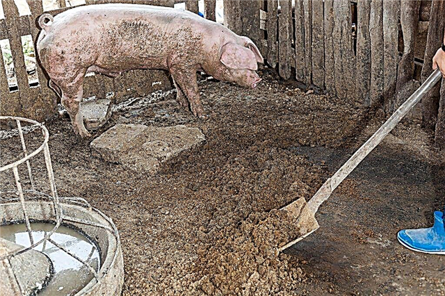 Как да използвате свински тор за торене на почвата
