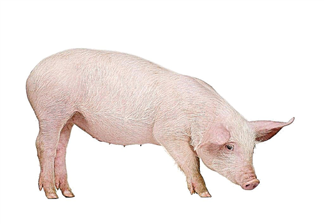كيف وماذا لتغذية الخنازير الشهرية في المنزل