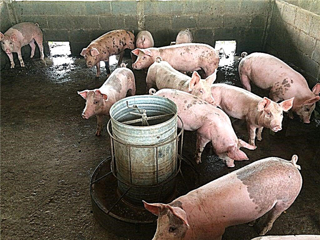 Dosierung von Futterhefe für Schweine
