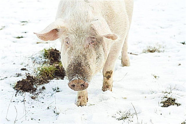 How to feed and maintain farm piglets in winter