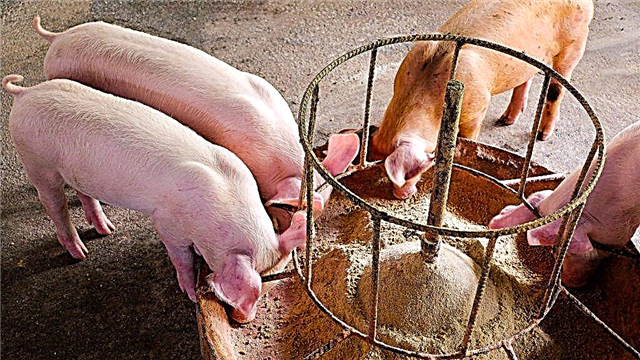 Wie man Mischfutter für Schweine und Ferkel macht und wie man die richtige Zusammensetzung wählt