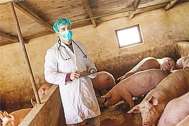 The most common diseases of pigs