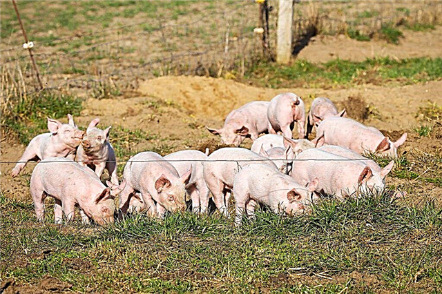 Pravila hranjenja svinja