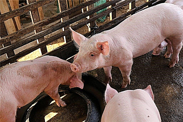The basics of breeding pigs for beginners