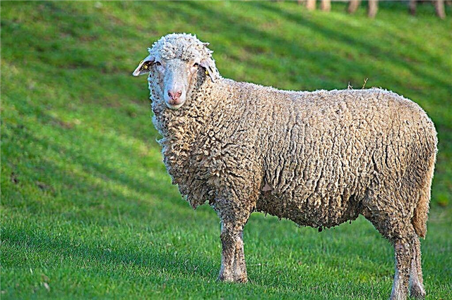 Characteristics of Prekos sheep